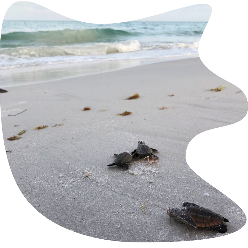 baby sea turtles towards sea